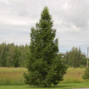 Лиственница сибирская