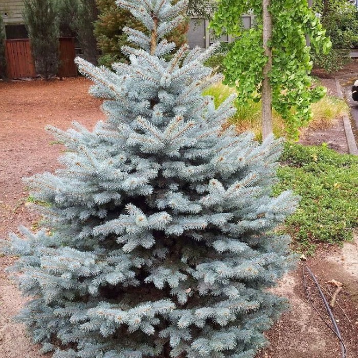 Ель голубая