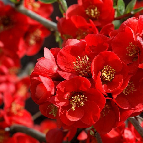 Айва Боуль де Фе Р9