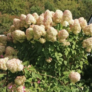 Гортензия Геркулес С5