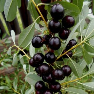 Вишня песчаная бессея