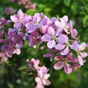 Яблоня декоративная Нора